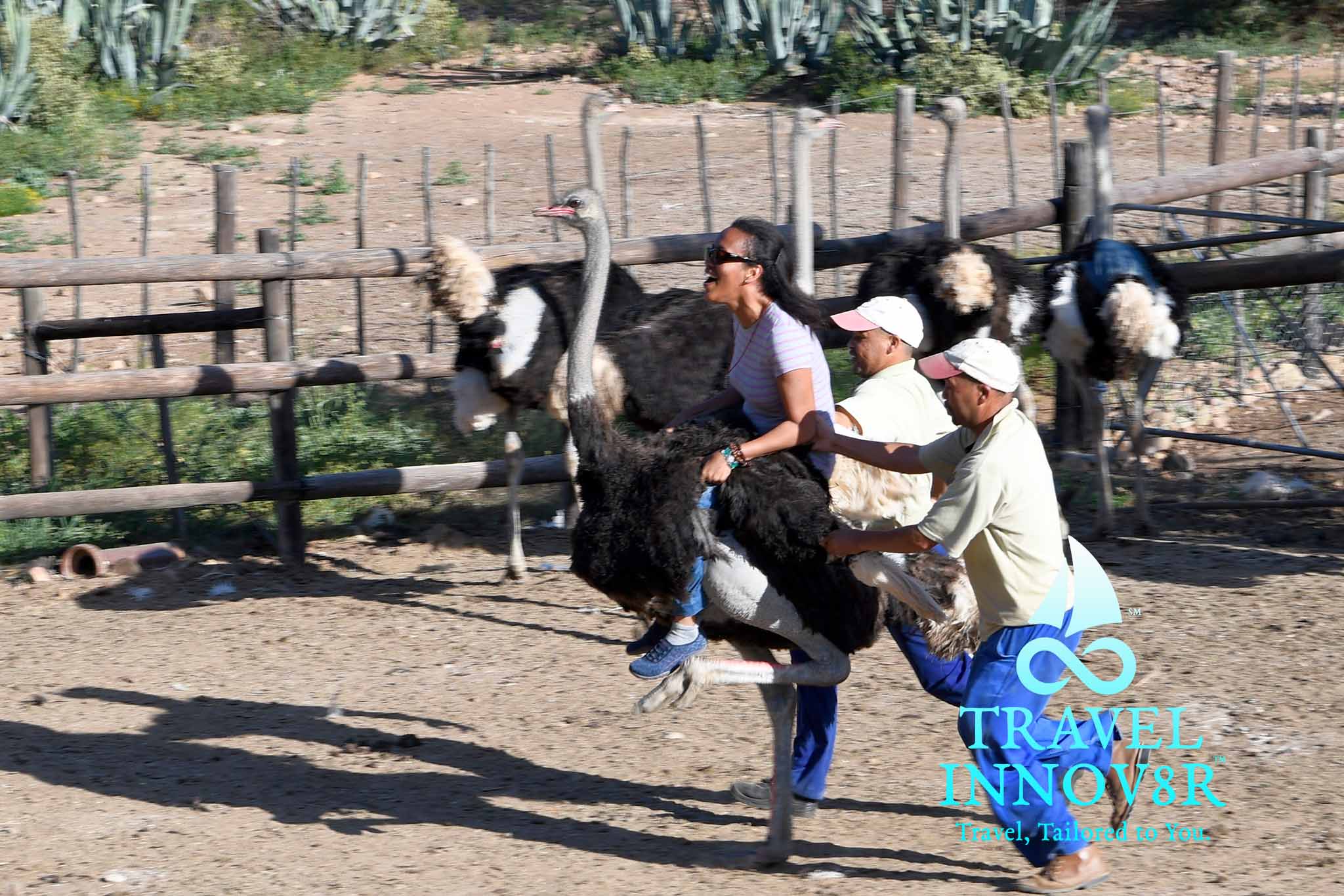Riding an Ostrich in Oudtshoorn, South Africa.